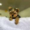 Photo №1. yorkshire terrier - à vendre en ville de Ohio City | Gratuit | Annonce №123114