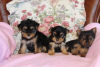 Photo №1. yorkshire terrier - à vendre en ville de Барсена-де-Сисеро | 150€ | Annonce №40101