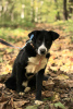 Photo №2 de l'annonce № 90688 de la vente chien bâtard - acheter à Fédération de Russie de l'abri