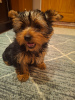 Photo №3. Chiot Yorkie.. Lituanie