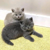 Photo №2 de l'annonce № 123178 de la vente british shorthair - acheter à La finlande annonce privée, éleveur