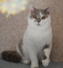 Photo №2 de l'annonce № 102881 de la vente british shorthair - acheter à Fédération de Russie de la fourrière