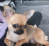 Photo №1. chihuahua - à vendre en ville de Abu Dhabi | négocié | Annonce №50078