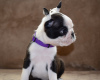 Photos supplémentaires: Chiots Boston Terrier