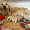 Photos supplémentaires: Chiots Golden Retriever