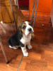 Photo №1. beagle - à vendre en ville de Munich | 340€ | Annonce №100510