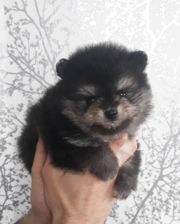 Photo №3. Spitz Pomeranian - un ours de l'enfance!. Biélorussie