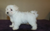 Photo №1. bichon maltais - à vendre en ville de Simmering | 351€ | Annonce №107559