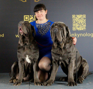 Photos supplémentaires: Kennel & quot; Alario Style & quot; présente les chiots du Mastiff