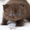 Photo №4. Je vais vendre british shorthair en ville de Jacksonville. annonce privée - prix - 379€