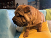 Photo №2 de l'annonce № 117683 de la vente shar pei - acheter à Pologne annonce privée