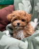 Photos supplémentaires: Chiots Maltipoo élevés dans une maison familiale