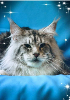 Photo №4. Je vais vendre maine coon en ville de Самара.  - prix - Négocié