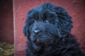 Photos supplémentaires: Chiots de dogue tibétain