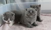 Photo №1. british shorthair - à vendre en ville de Даллас | 237€ | Annonce № 96864