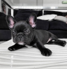 Photo №3. Chiot bouledogue français femelle à vendre. USA