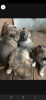 Photo №3. Chiots Wolfdog à vendre. Fédération de Russie