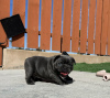 Photo №1. bouledogue - à vendre en ville de Nereta | négocié | Annonce №111606