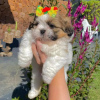 Photo №1. shih tzu - à vendre en ville de Erottaja | 380€ | Annonce №84235