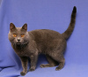 Photo №1. chartreux - à vendre en ville de Paris | négocié | Annonce № 123140