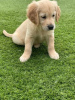 Photo №1. golden retriever - à vendre en ville de Berlin | négocié | Annonce №115945