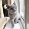 Photo №3. Chatons British Shorthair exceptionnels disponibles. USA