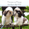 Photo №1. shih tzu - à vendre en ville de Varsovie | 700€ | Annonce №72910