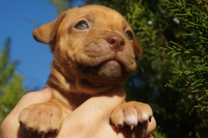 Photos supplémentaires: Chenil LOIGHY HEARTS, chiots élevage sportif pit bull terrier