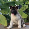 Photo №2 de l'annonce № 83095 de la vente akita (chien) - acheter à Allemagne éleveur