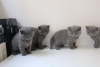 Photo №2 de l'annonce № 123997 de la vente british shorthair - acheter à Allemagne de la fourrière, de l'abri, éleveur