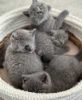 Photo №3. Chatons British Shorthair mâles et femelles prêts maintenant. Chypre