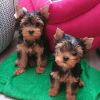 Photo №1. yorkshire terrier - à vendre en ville de Ekaterinbourg | 500€ | Annonce №11076