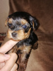 Photo №4. Je vais vendre yorkshire terrier en ville de Daugavpils. annonce privée, de la fourrière, éleveur - prix - 450€