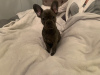 Photo №1. bouledogue - à vendre en ville de Freshwater | 400€ | Annonce №115327