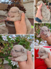 Photo №4. Je vais vendre bouledogue en ville de Zrenjanin. éleveur - prix - négocié