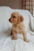 Photo №1. golden retriever - à vendre en ville de Berlin | 400€ | Annonce №90614