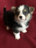 Photo №4. Je vais vendre welsh corgi en ville de Minsk. de la fourrière, éleveur - prix - 536€