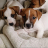 Photo №1. jack russell terrier - à vendre en ville de Berlin | Gratuit | Annonce №125097