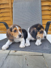 Photo №1. beagle - à vendre en ville de Арнем | 480€ | Annonce №116184