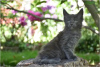 Photo №3. Chatons Maine Coon. Allemagne