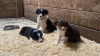 Photo №2 de l'annonce № 108829 de la vente border collie - acheter à USA annonce privée, de la fourrière, de l'abri, éleveur