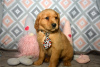 Photo №1. golden retriever - à vendre en ville de Berlin | 250€ | Annonce №107367