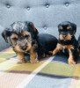 Photo №3. Teacup Yorkshire Terrier Puppy en adoption gratuite. Allemagne