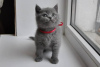 Photo №4. Je vais vendre british shorthair en ville de Химки. annonce privée, éleveur - prix - 400€