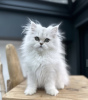 Photo №4. Je vais vendre maine coon en ville de New york.  - prix - 237€