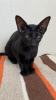 Photo №4. Je vais vendre oriental shorthair en ville de Дальян. annonce privée - prix - 199€