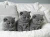 Photo №3. Chatons British Shorthair Business WhatsApp 37256062792. Belgique