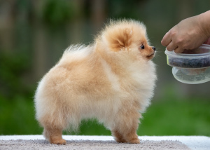 Photo №2 de l'annonce № 3566 de la vente spitz allemand - acheter à Fédération de Russie de la fourrière