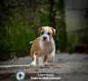 Photo №3. Chiots American Stafford Terrier. Monténégro