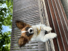 Photo №3. Chiot Papillon. Fille. Pedigree. FCI. Pologne